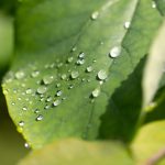 leaf-rain_HQOQ9M4MEK